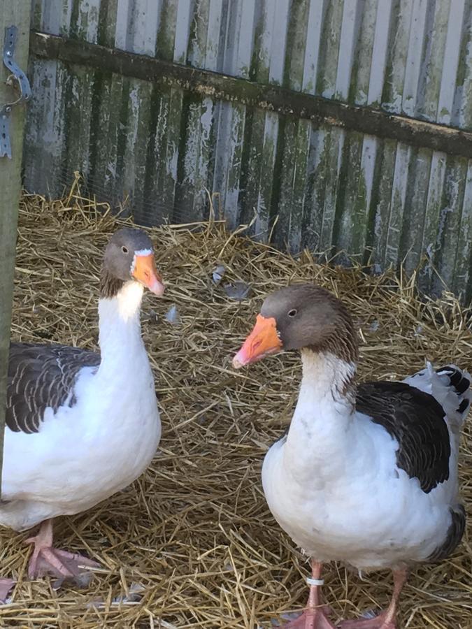 B & B Langagergaard Thisted Kültér fotó